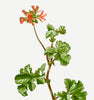 Rose Geranium